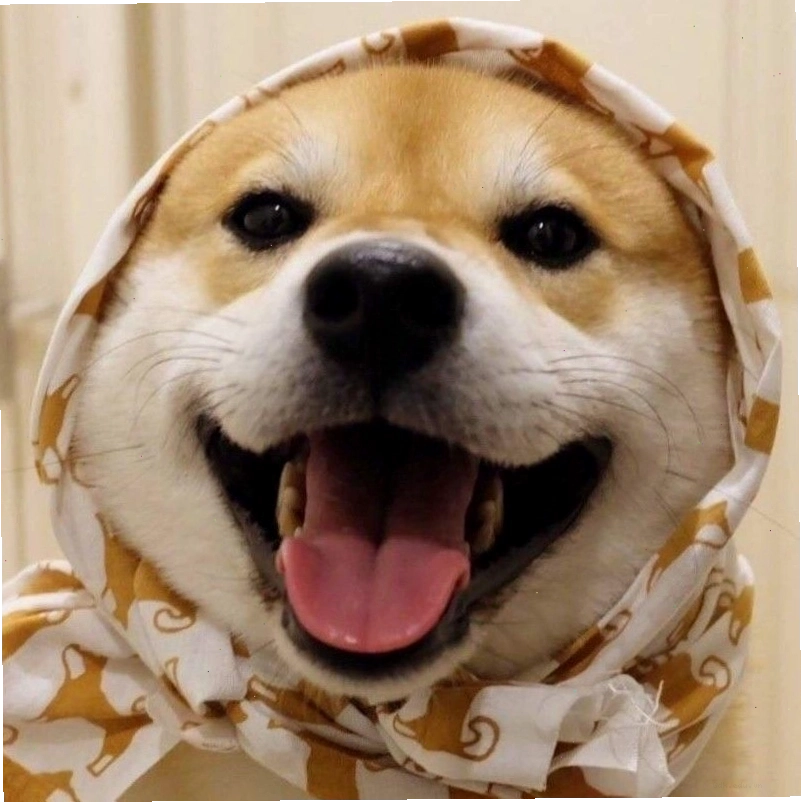 Avatar chó Shiba đáng yêu và cá tính