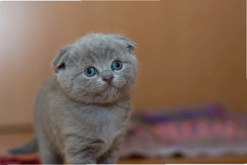Avatar mèo cute anime với đôi mắt to tròn long lanh