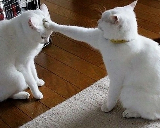 Avatar mèo meme biểu cảm hài hước