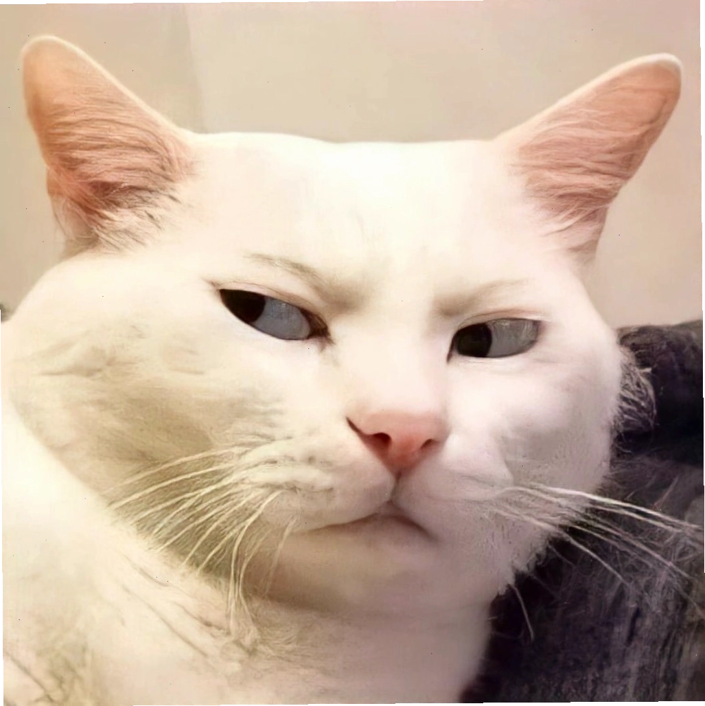 Avatar mèo meme biểu cảm ngơ ngác