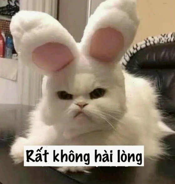 Avatar mèo meme dịp Tết