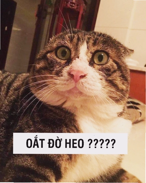 Avatar mèo meme với ánh mắt 