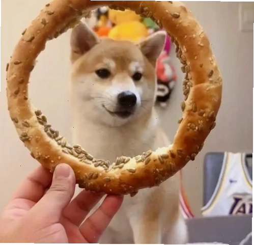 Chú chó Cheems meme với biểu cảm hài hước