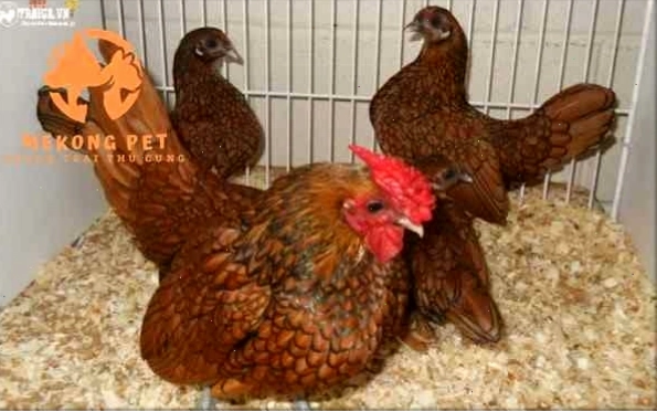 Giống gà vảy cá quý hiếm với đường viền lông cực kỳ sắc nét