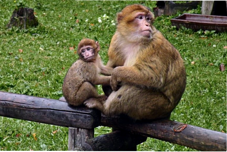 Hình ảnh chú khỉ Macaca với biểu cảm suy tư