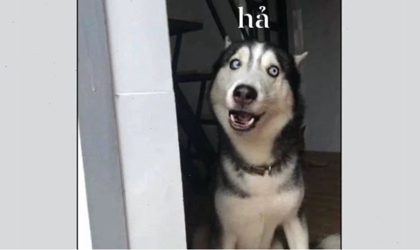 Hình biểu cảm vô tri, ngơ ngác của mèo làm avatar meme