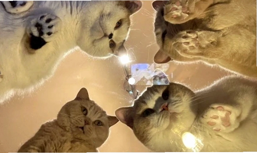 Hình nền máy tính mèo chibi đáng yêu với đôi mắt to tròn