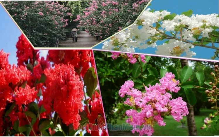 Hoa tường vi trắng nở rộ trên nền đen, tạo sự tương phản tinh tế