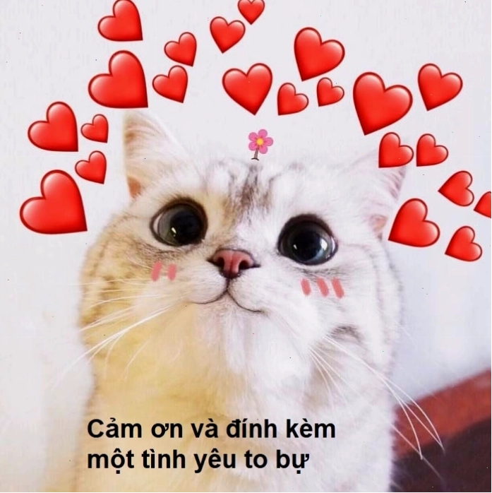 Meme cảm ơn với biểu cảm dễ thương và đáng yêu
