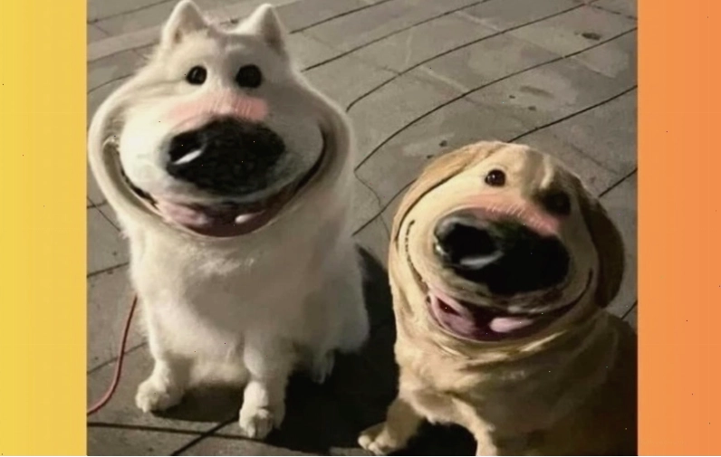 Meme chó con cute đáng yêu