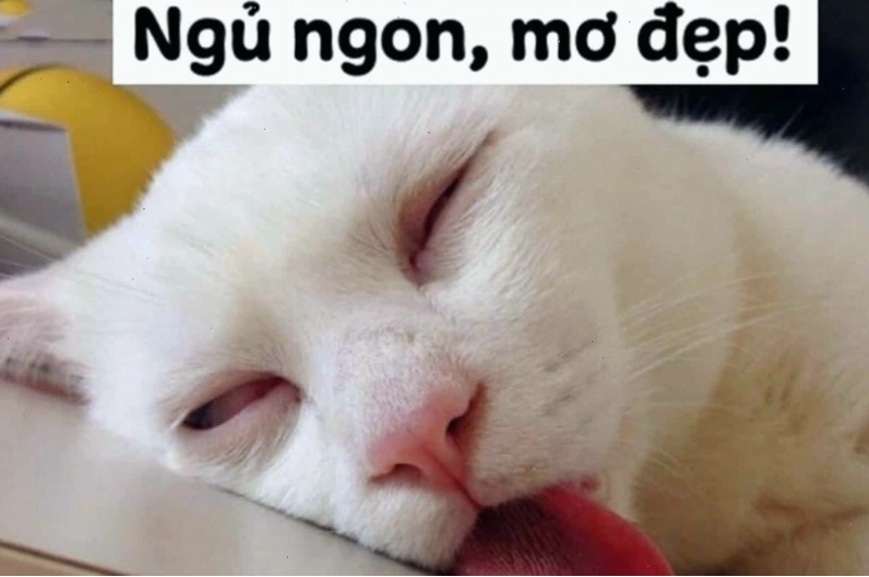Meme chúc ngủ ngon là gì