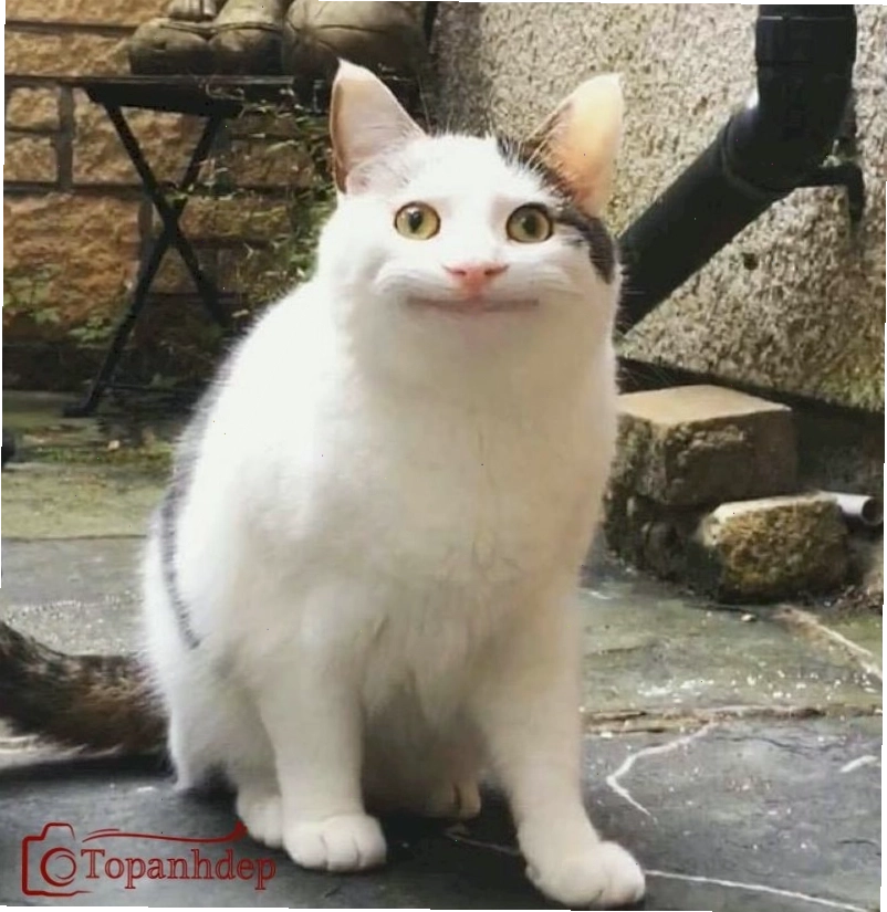 Meme cười đểu hài hước