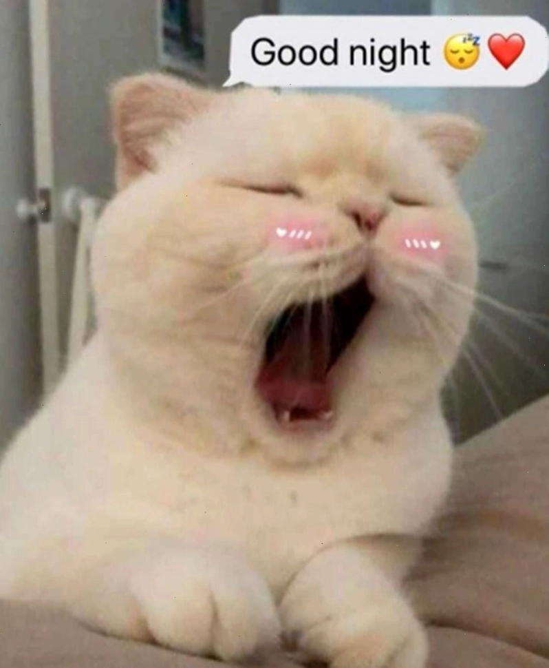Meme dễ thương chúc ngủ ngon