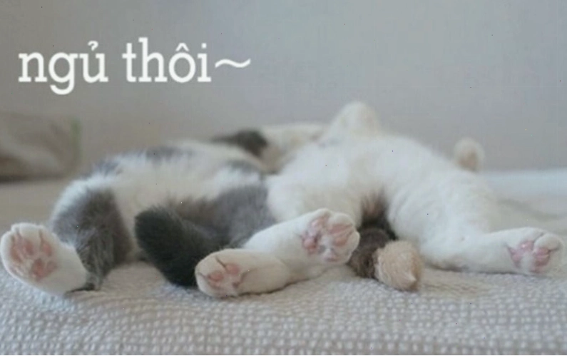 Meme dễ thương chúc ngủ ngon