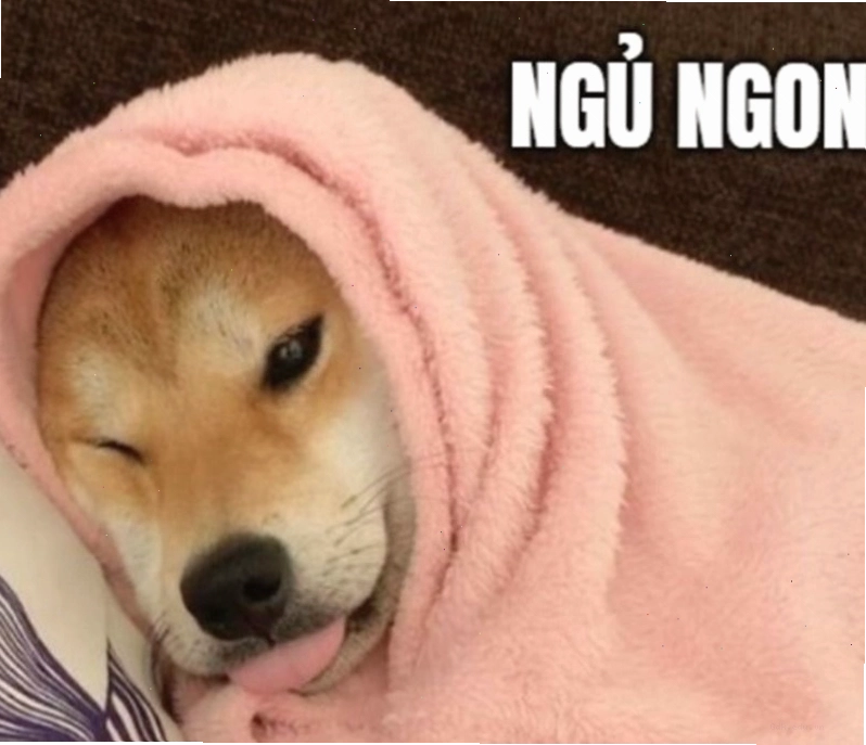 Meme động vật chúc ngủ ngon
