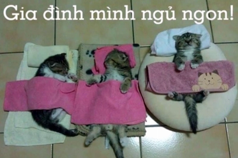 Meme động vật chúc ngủ ngon
