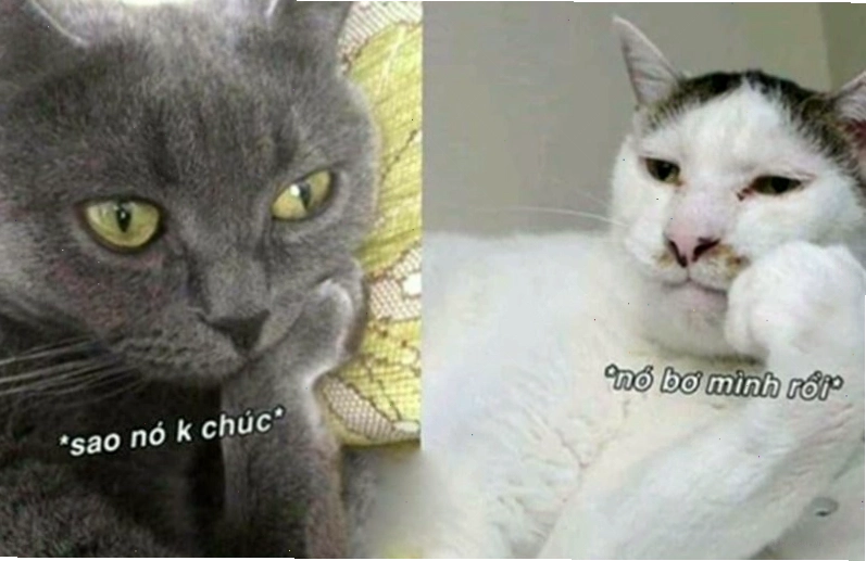 Meme động vật chúc ngủ ngon
