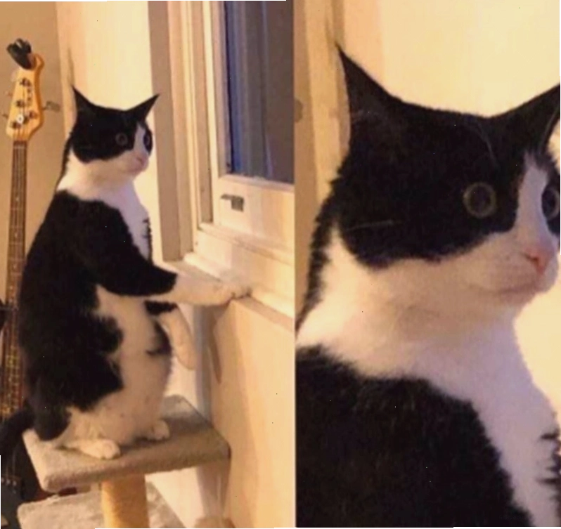 Meme động vật với biểu cảm hài hước.