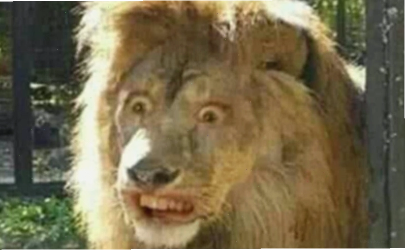Meme động vật với biểu cảm ngộ nghĩnh.