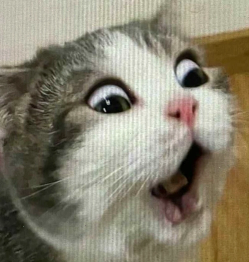 Meme động vật với màu sắc tươi sáng.