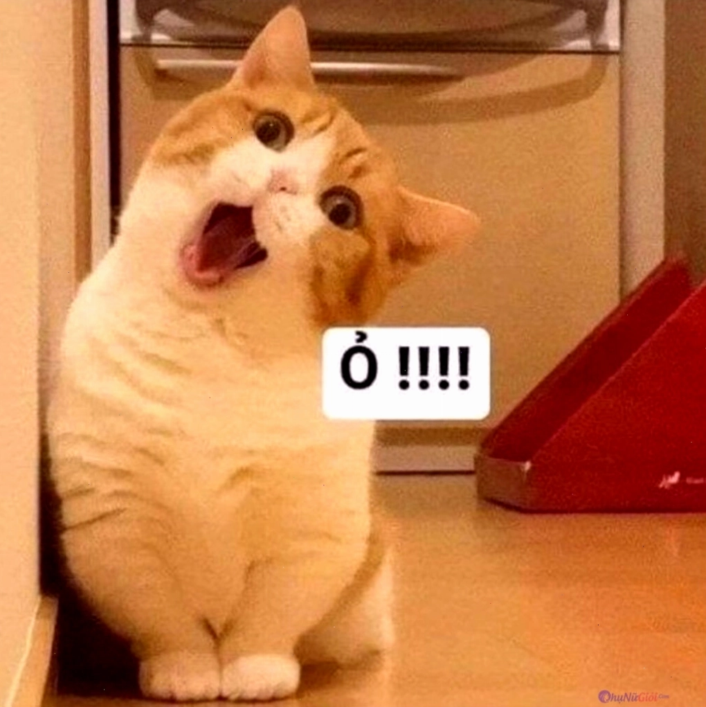 Meme mèo biểu cảm bất ngờ