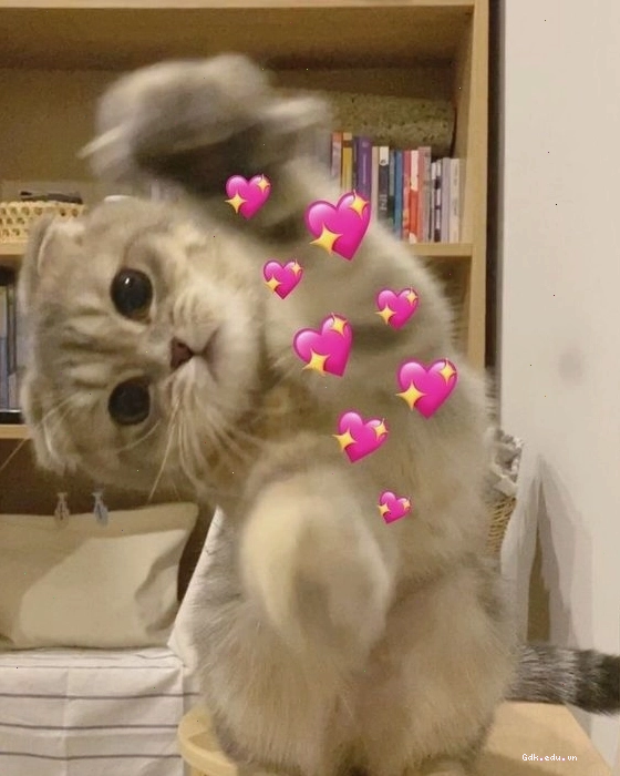 Meme mèo đang ngủ say sưa