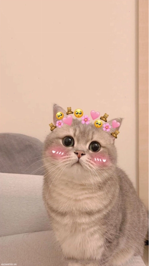 Meme mèo dễ thương với dáng vẻ tinh nghịch