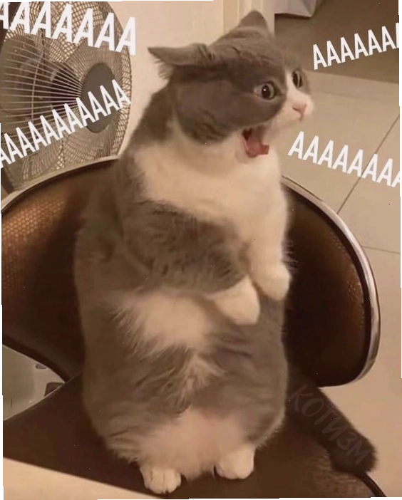 Meme mèo đón Giáng sinh
