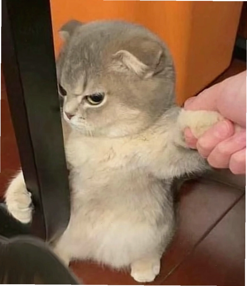 Meme mèo với biểu cảm 