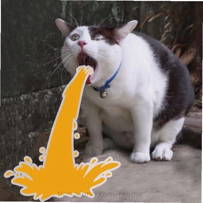 Meme mèo với biểu cảm khó đỡ