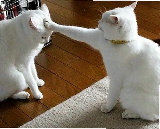 Meme mèo với biểu cảm ngạc nhiên