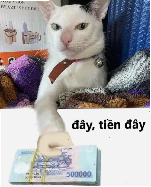 Mèo cầm sấp tiền 500k