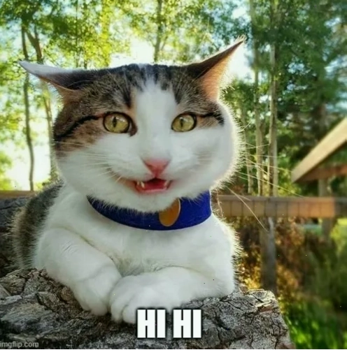 Mèo cười hihi đáng yêu, meme hot trên TikTok