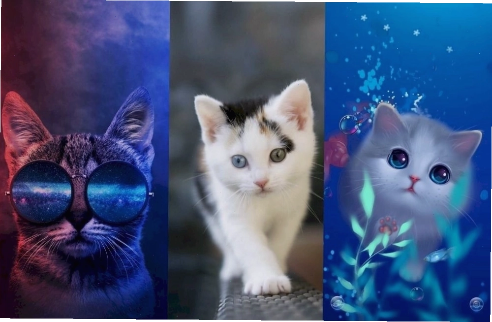 Mèo đen dễ thương trong phong cách anime
