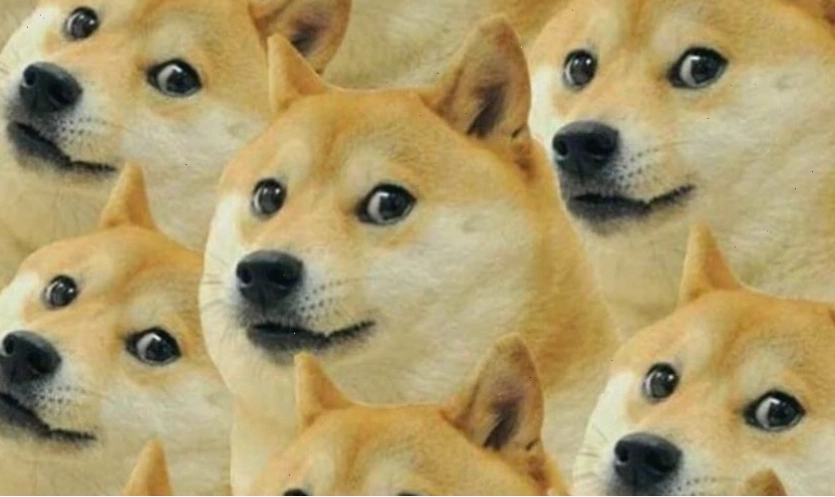 Mèo meme bá đạo với biểu cảm khó tin