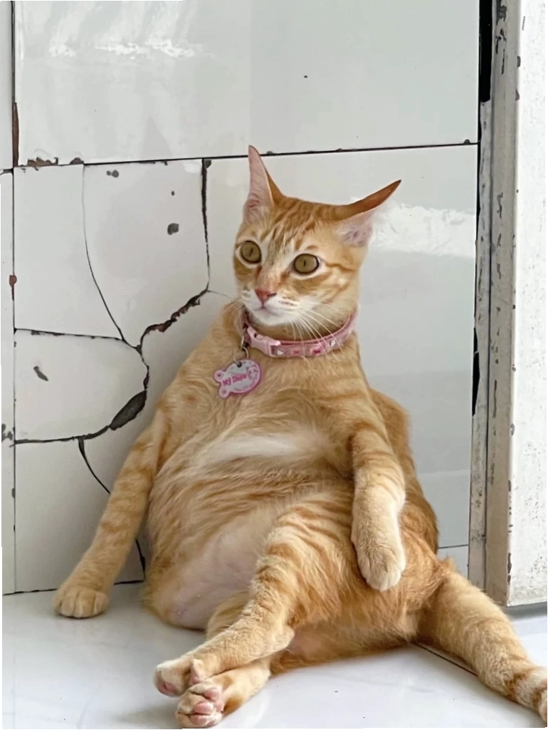 Mèo meme đang chơi đùa