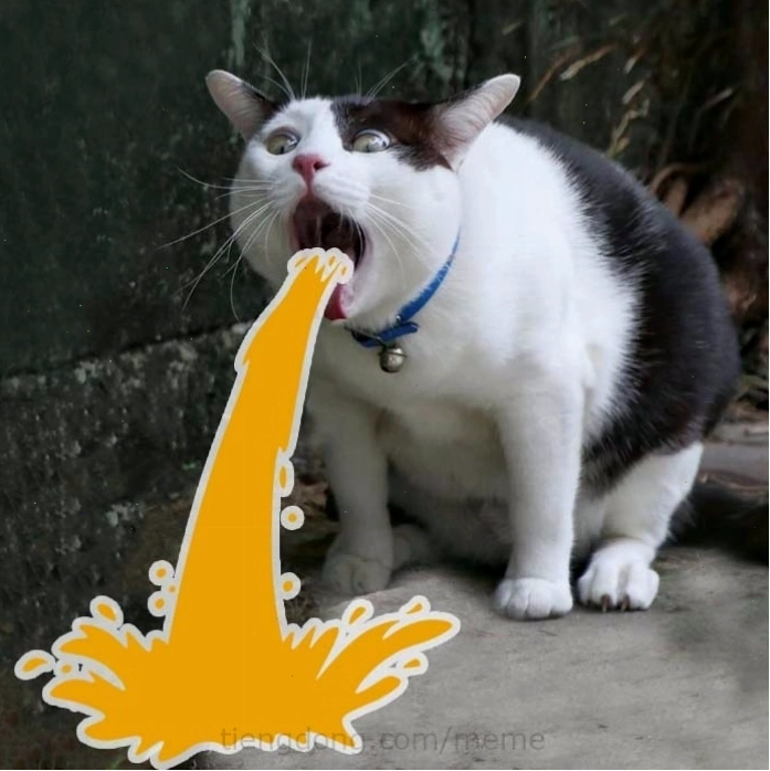 Mèo meme đang thực hiện một hành động hài hước