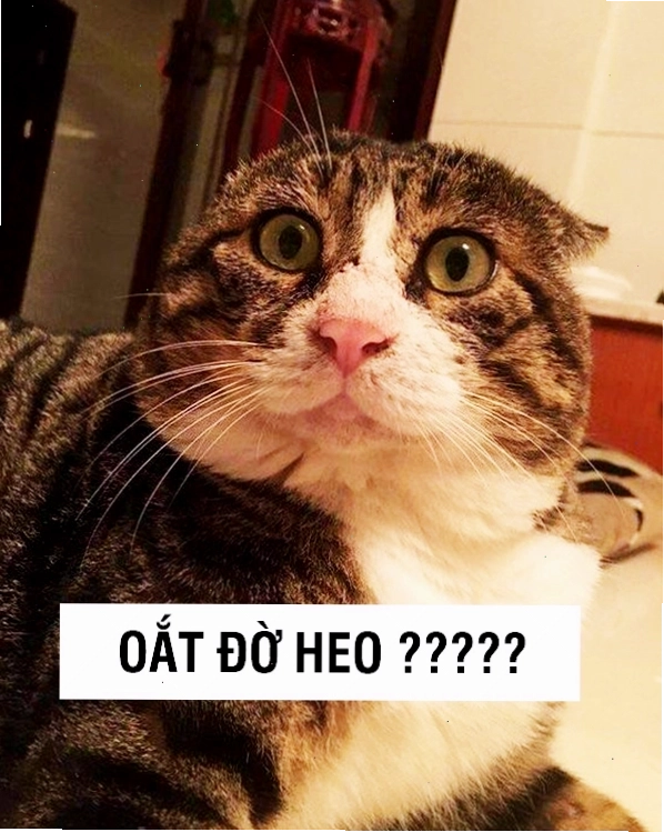 Mèo meme với ánh mắt 