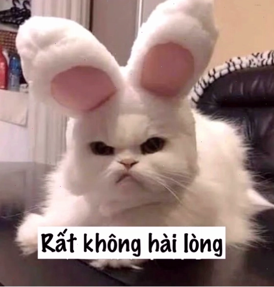 Mèo meme với đôi mắt 