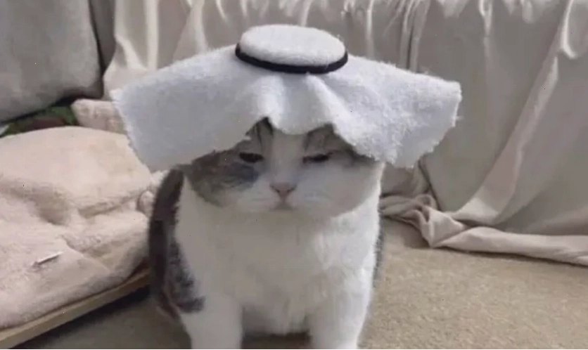 Mèo meme với khuôn mặt vô tri, ngơ ngác
