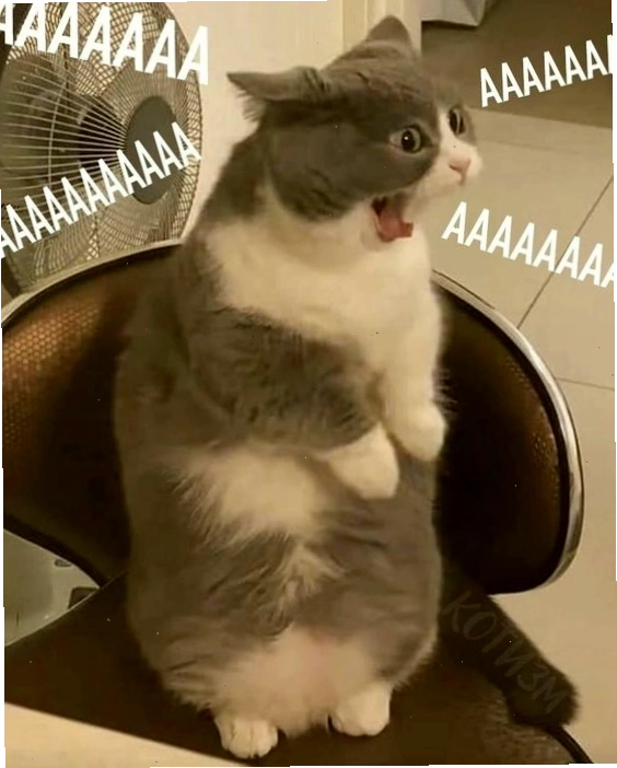 Mèo meme với vẻ mặt buồn bã