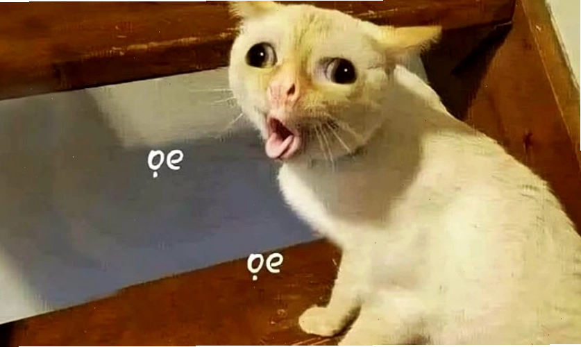 Mèo meme vui nhộn với biểu cảm đáng yêu