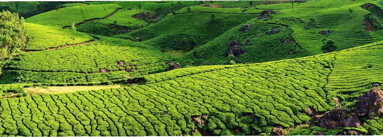 Lush green landscape during India monsoon, showing unique travel weather