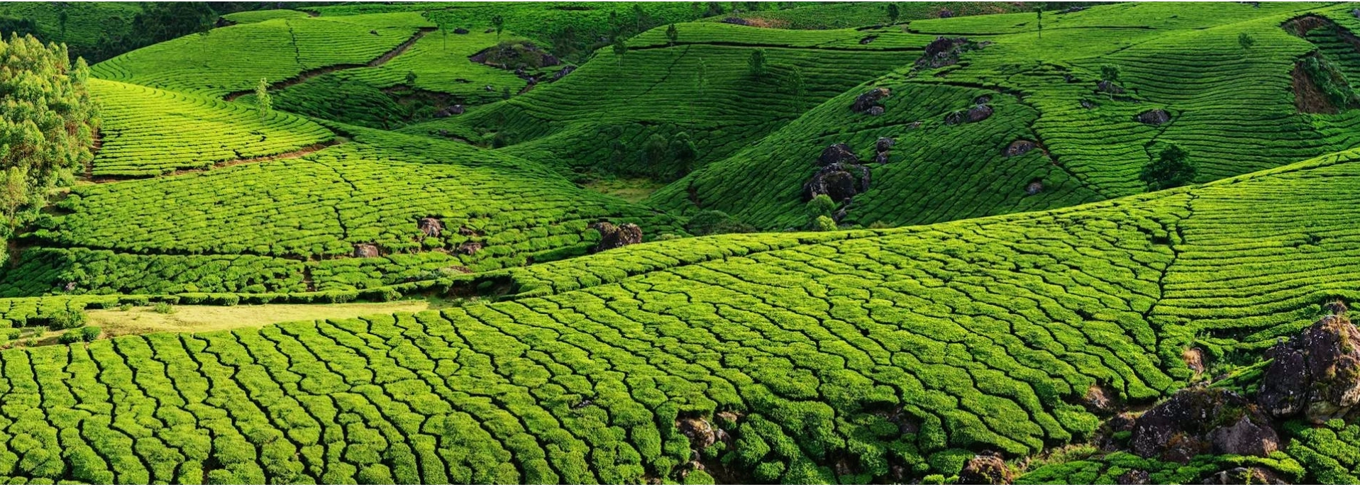 Tea plantation in India under pleasant weather conditions
