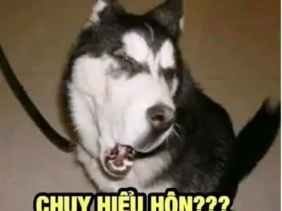 Những meme hài hot nhất MXH mà bạn không thể bỏ lỡ