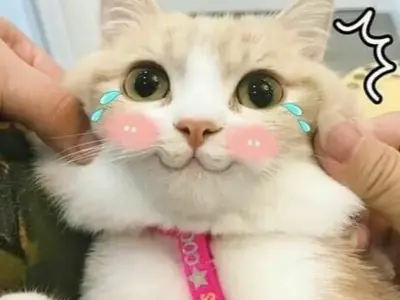 Bộ sưu tập meme mèo chế đỉnh cao cho dân mê hài hước