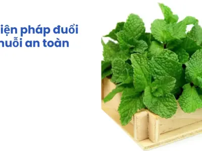 Cách đuổi muỗi an toàn tại nhà hiệu quả nhanh và đơn giản