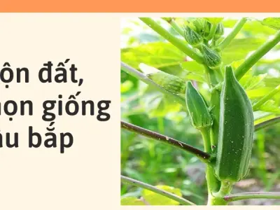 Bí quyết trồng đậu bắp trong chậu sai quả cho người mới