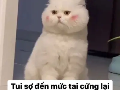 Tổng hợp 30+ ảnh meme hài mèo bựa nhất xem là cười ngay