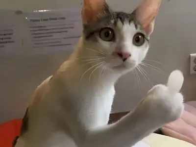 99+ ảnh meme ngón giữa siêu hài hước bá đạo nhất mạng